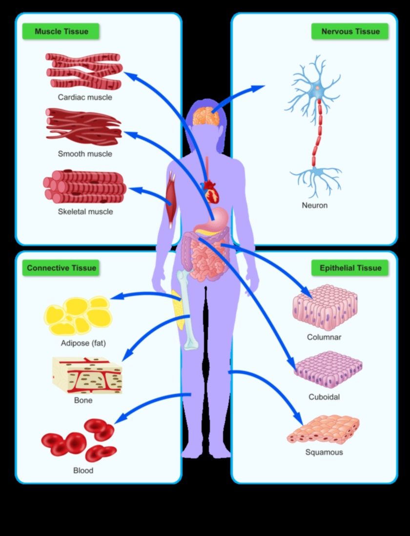 Οι δομικοί λίθοι της ζωής 4 Η επιστήμη πίσω από τη σύνθεση πρωτεϊνών και τις δίαιτες υψηλής περιεκτικότητας σε πρωτεΐνες