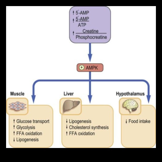 Βιοχημική ισορροπία Το κλειδί για τη διατροφική υγεία 5 Βιοχημική ισορροπία: Πλοήγηση στα μονοπάτια της διατροφικής υγείας