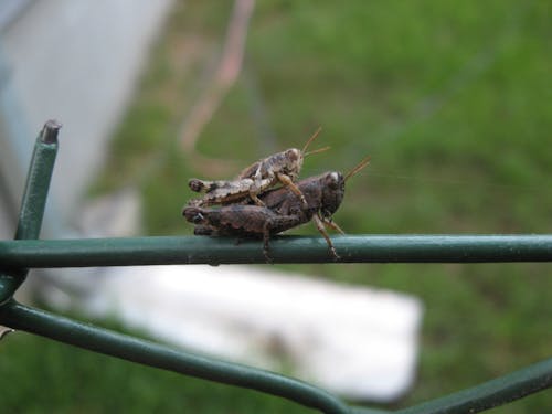 Διαχρονικά κοντά χτενίσματα για κάθε ηλικία 50+ Κομψά κλασικά κουρέματα 5 pexels φωτογραφία 130201