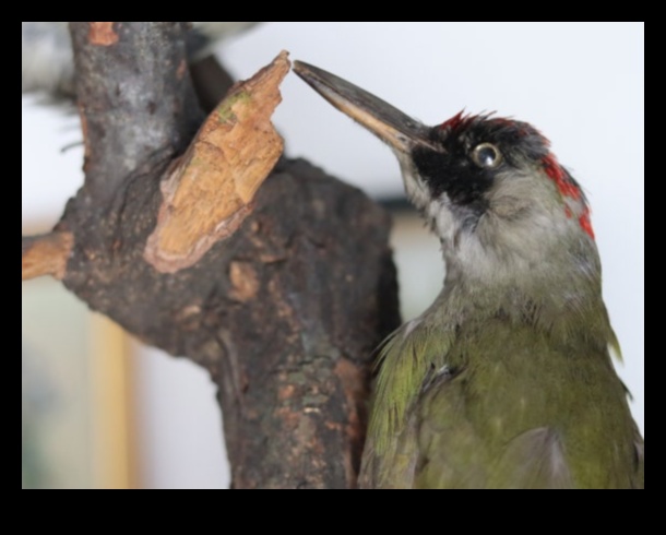 Η ομορφιά της φύσης Ένας διαχρονικός θησαυρός 2 Melodic Landscapes: Harmonies Crafted by Nature's Beauty
