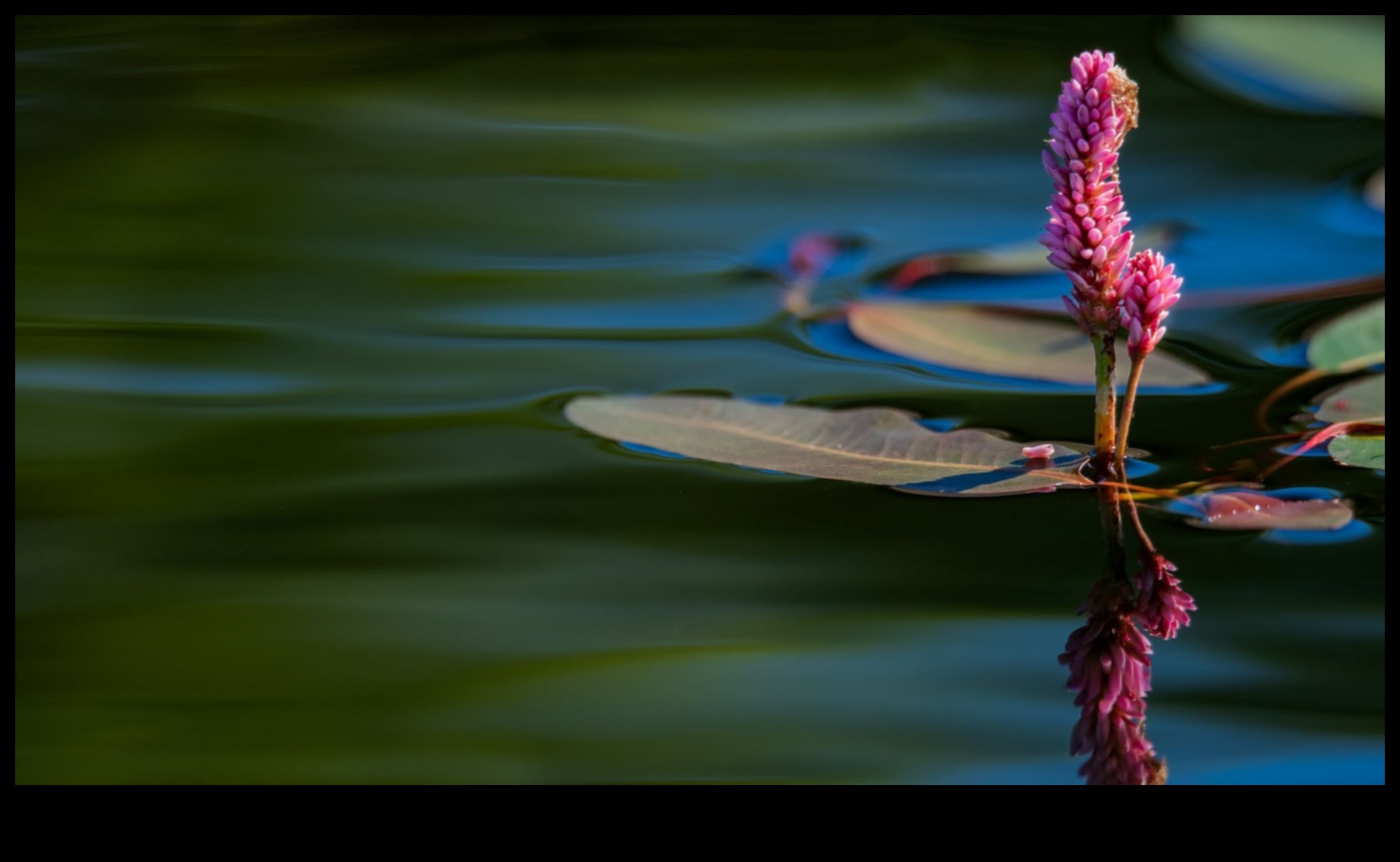 Where Beauty Meets Earth: Landscape Spectacles