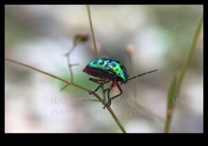 Tiny Worlds, Big Impact: Exploring the Artist of Macro Photography