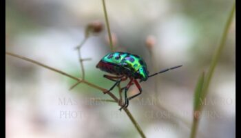 Tiny Worlds, Big Impact: Exploring the Artist of Macro Photography