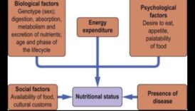 Βιοχημική ισορροπία: Πλοήγηση στα μονοπάτια της διατροφικής υγείας