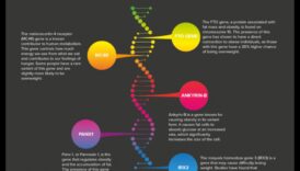 Η επίδραση της γενετικής στη δίαιτά σας για απώλεια βάρους