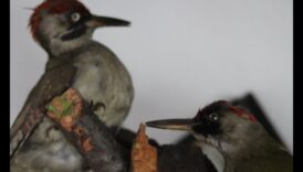 Το θαύμα της φύσης Ένας αθάνατος γλωσσάρι 2 Melodic Landscapes: Harmonies Crafted by Nature's Beauty