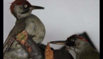 Melodic Landscapes: Harmonies Crafted by Nature's Beauty