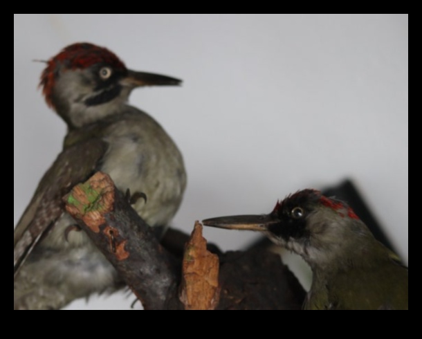 Η ομορφιά της φύσης Ένας διαχρονικός θησαυρός 1 Melodic Landscapes: Harmonies Crafted by Nature's Beauty