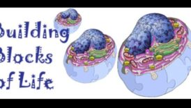 Οι δομικοί λίθοι της ζωής 4 Η επιστήμη πίσω από τη σύνθεση πρωτεϊνών και τις δίαιτες υψηλής περιεκτικότητας σε πρωτεΐνες