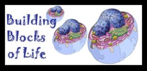 Η επιστήμη πίσω από τη σύνθεση πρωτεϊνών και τις δίαιτες υψηλής περιεκτικότητας σε πρωτεΐνες