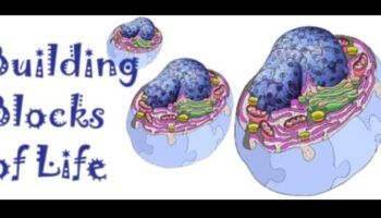 Η επιστήμη πίσω από τη σύνθεση πρωτεϊνών και τις δίαιτες υψηλής περιεκτικότητας σε πρωτεΐνες