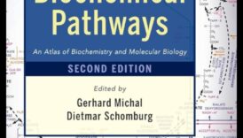 The Biochemical Blueprint: Navigating Nutrition's Molecular Pathways