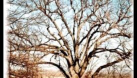 Majestic Earthly Scenes: A Visual Exploration of Beautiful Landscapes